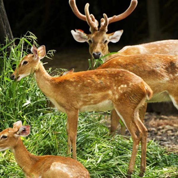 Malsi Deer Park Dehradun